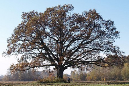 Fotkanje za uspomenu - Djed slavonske ravnice, Quercus Robur